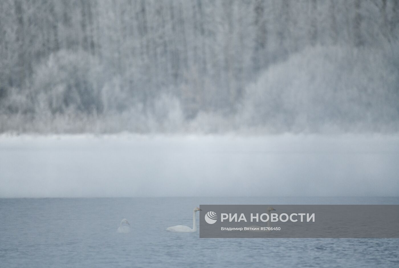 Государственный природный комплексный заказник "Лебединый"