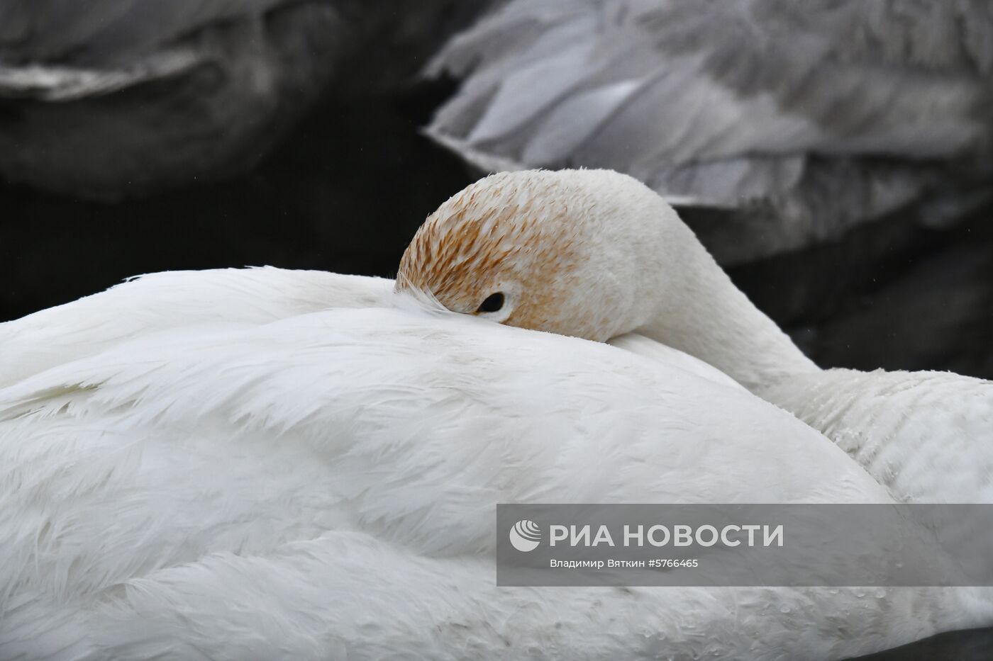 Государственный природный комплексный заказник "Лебединый"