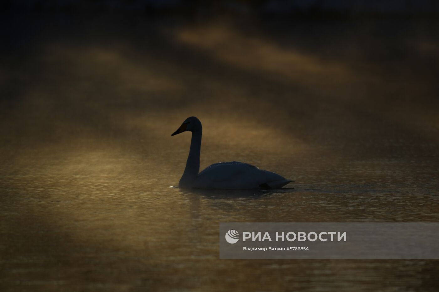 Государственный природный комплексный заказник "Лебединый"