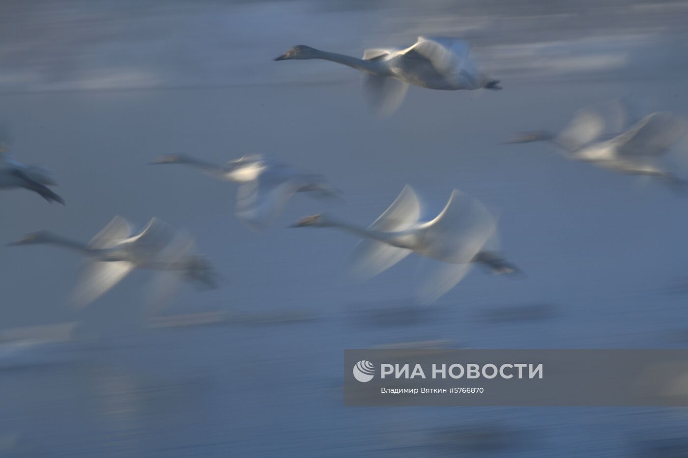 Государственный природный комплексный заказник "Лебединый"