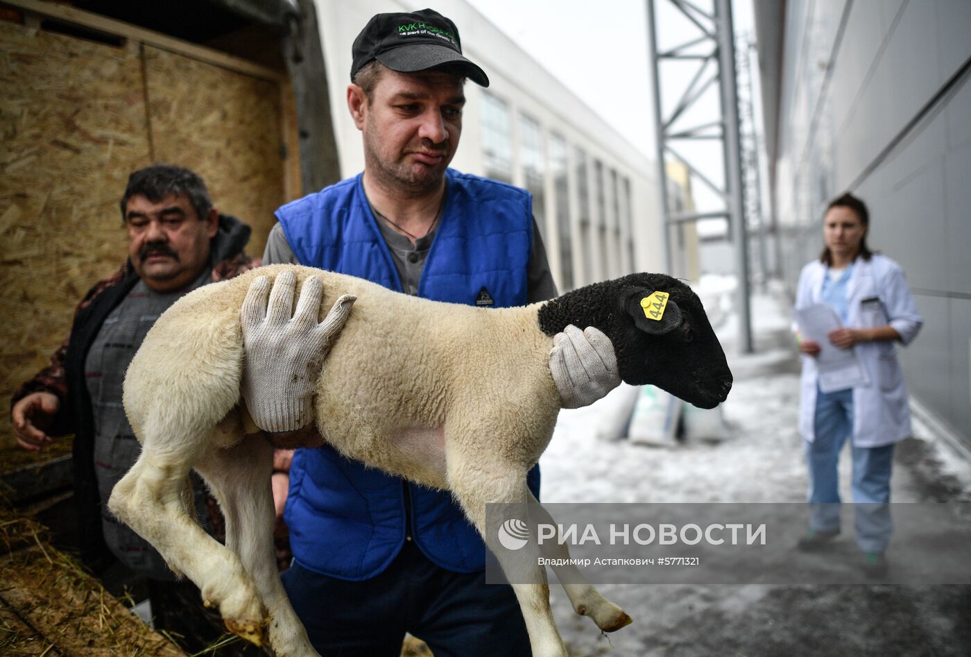 Завоз племенных животных на международную выставку "АгроФарм-2019"