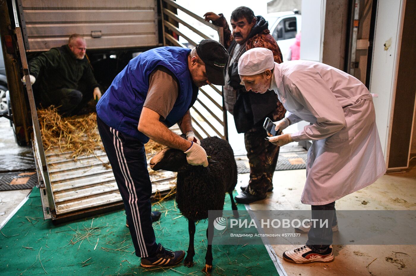 Завоз племенных животных на международную выставку «АгроФарм-2019»