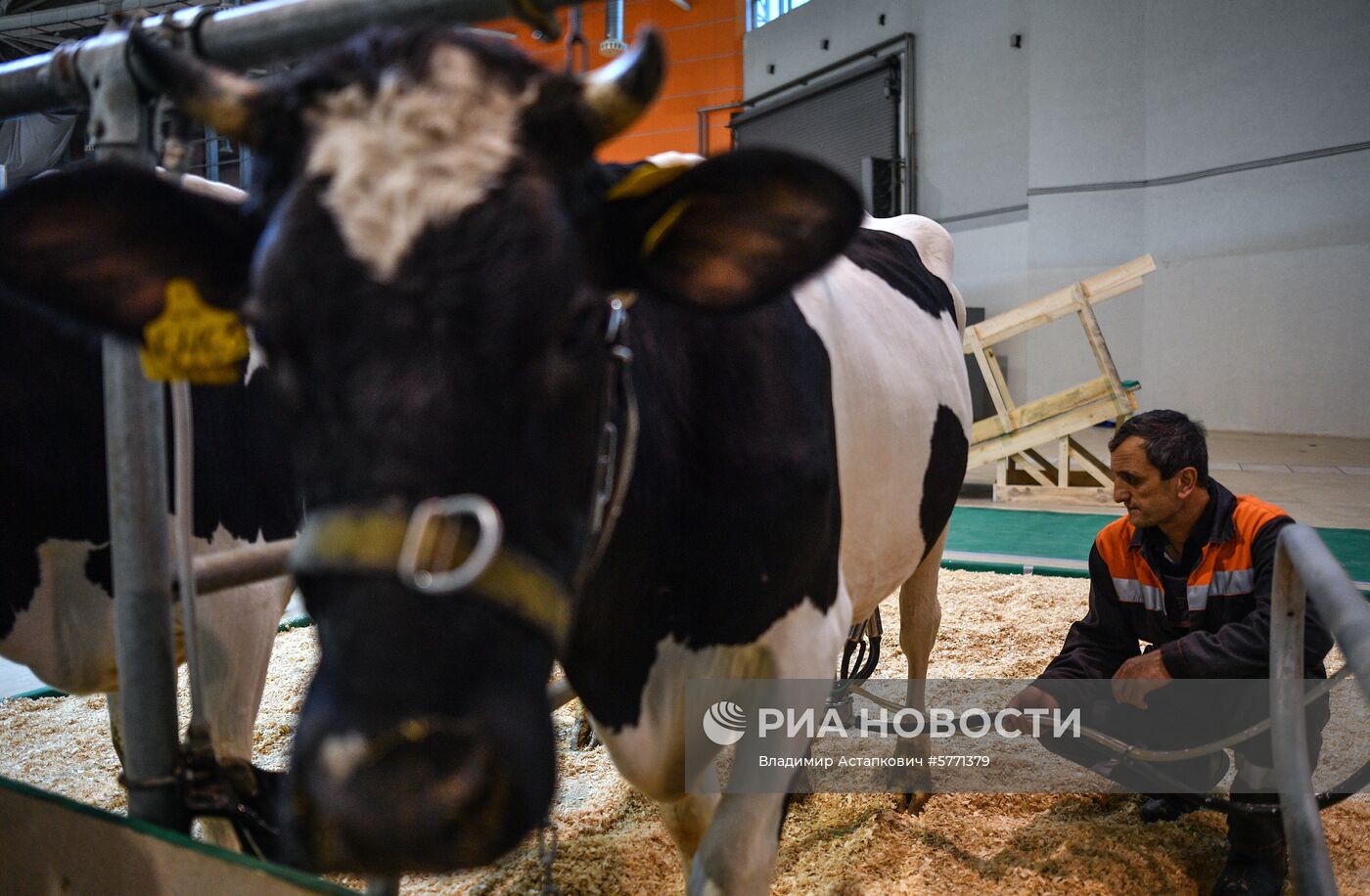Завоз племенных животных на международную выставку «АгроФарм-2019»