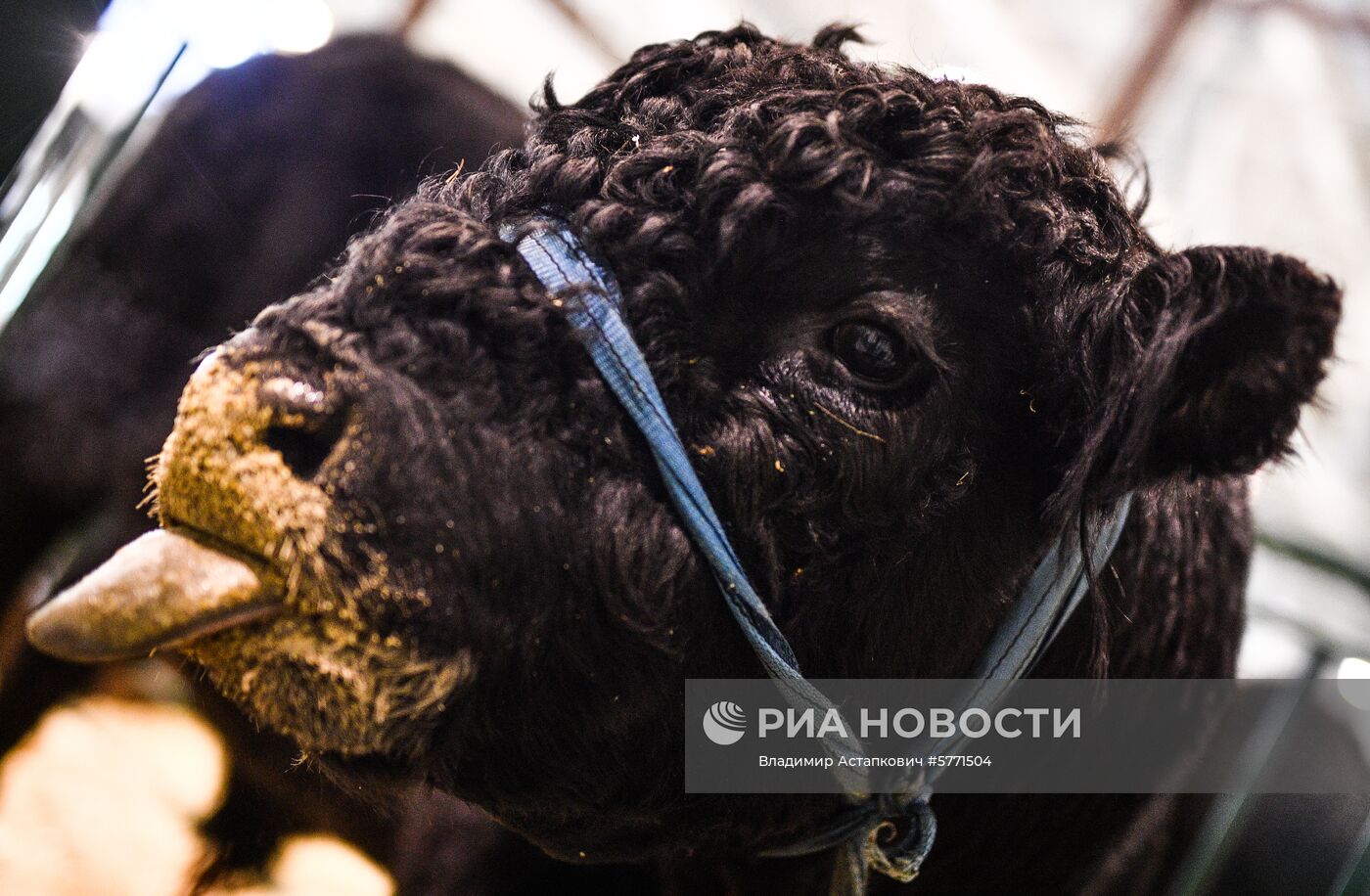 Завоз племенных животных на международную выставку «АгроФарм-2019»