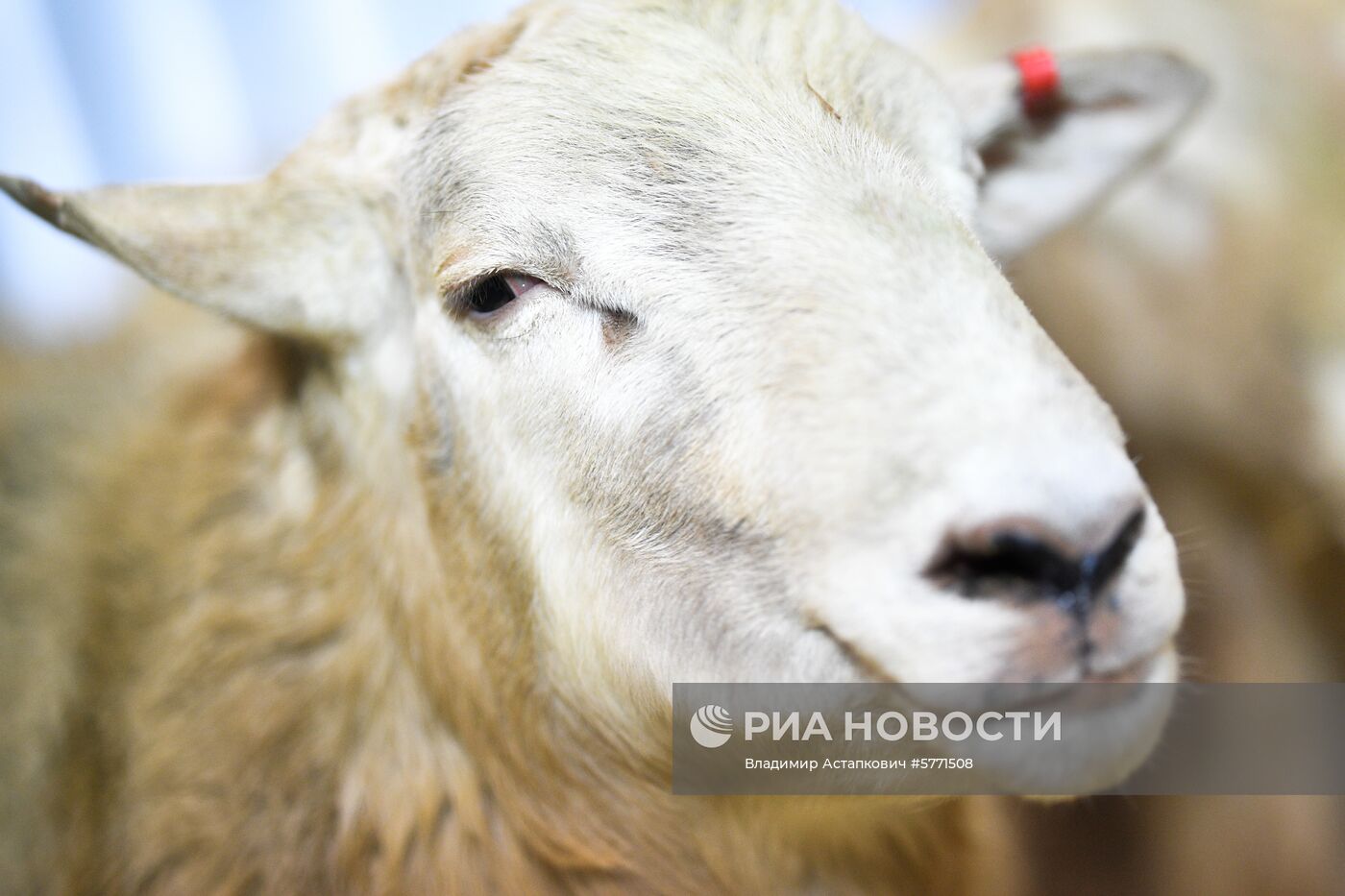 Завоз племенных животных на международную выставку "АгроФарм-2019"