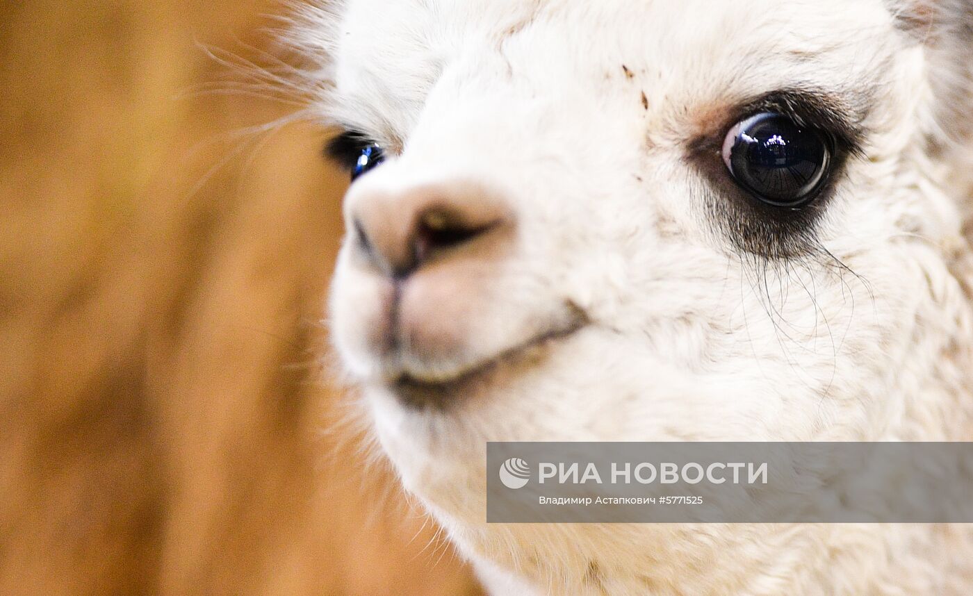 Завоз племенных животных на международную выставку "АгроФарм-2019"