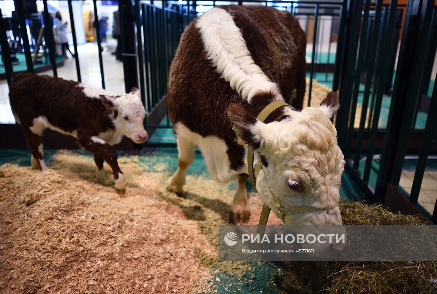 Завоз племенных животных на международную выставку «АгроФарм-2019»