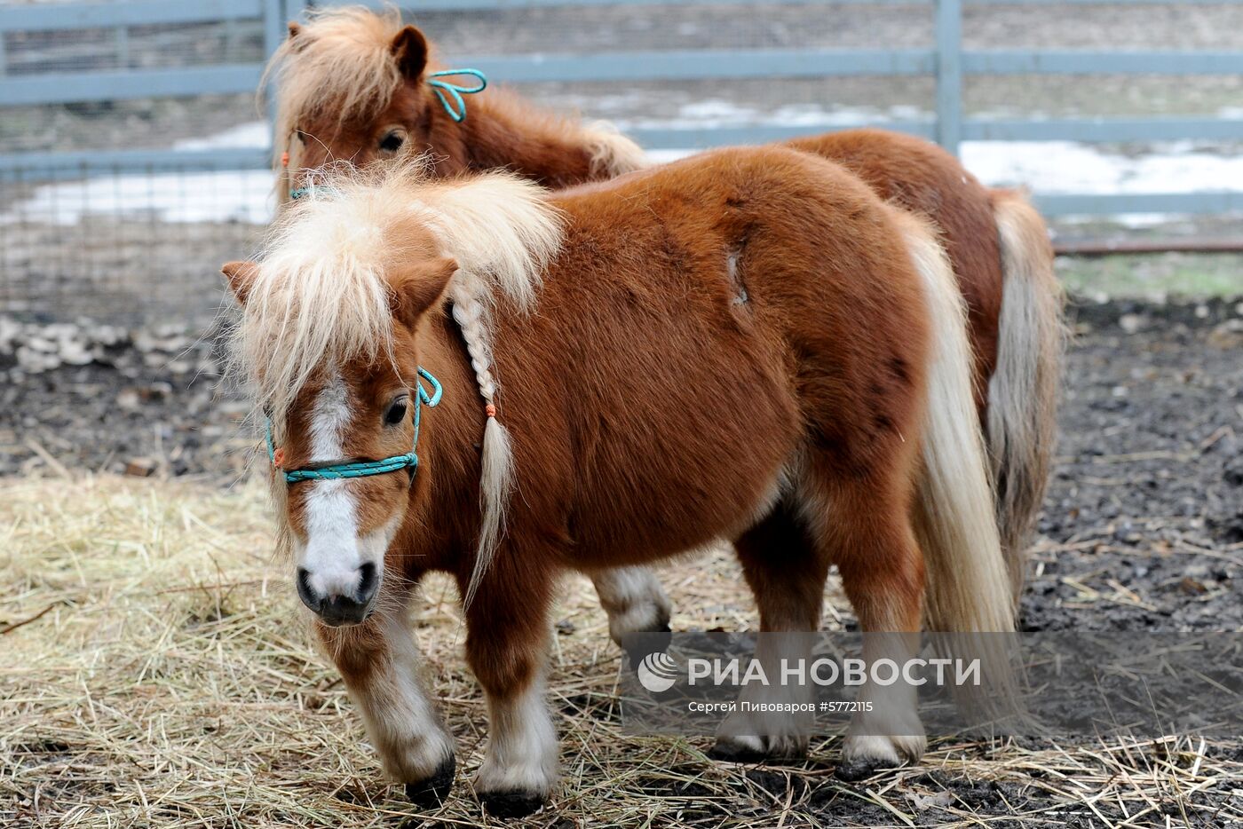 Пополнение в Ростовском зоопарке