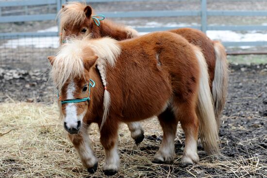 Пополнение в Ростовском зоопарке