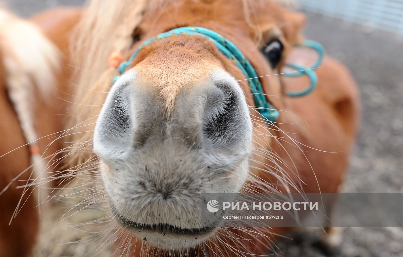 Пополнение в Ростовском зоопарке