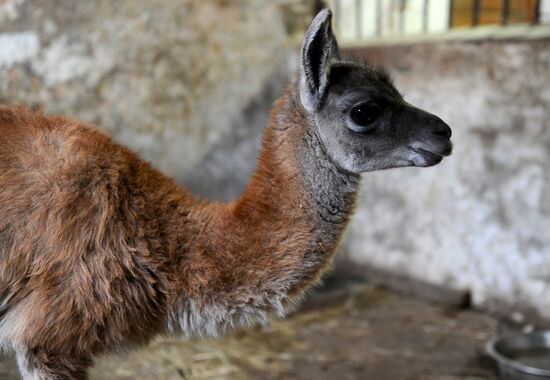 Пополнение в Ростовском зоопарке