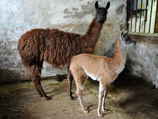Пополнение в Ростовском зоопарке
