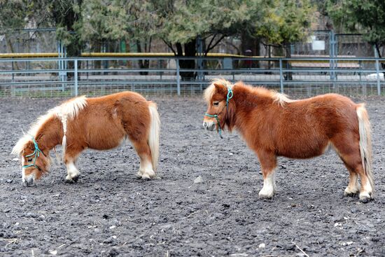 Пополнение в Ростовском зоопарке