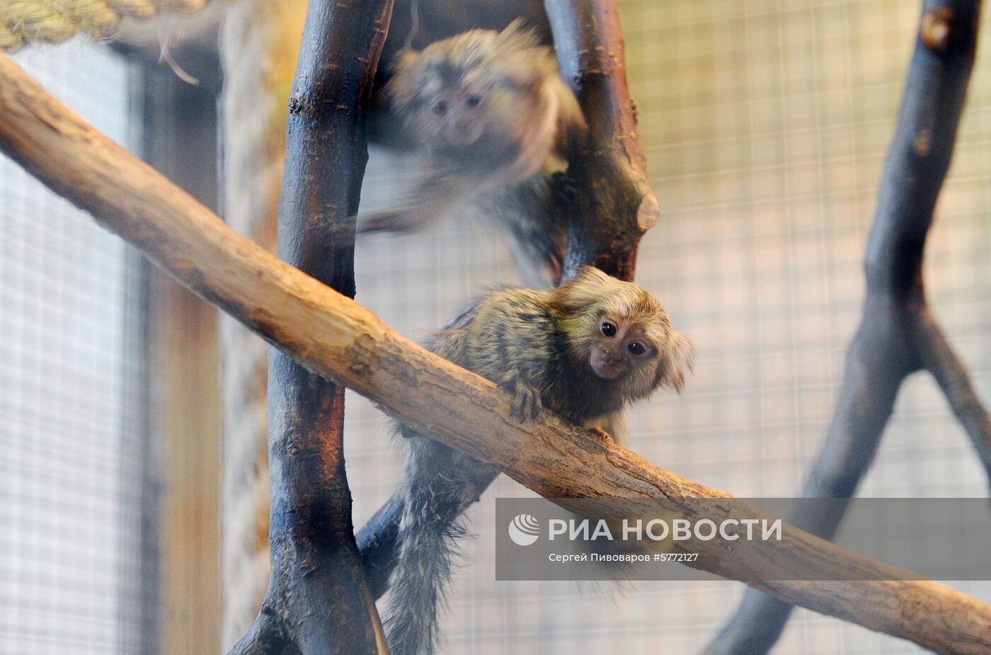 Пополнение в Ростовском зоопарке