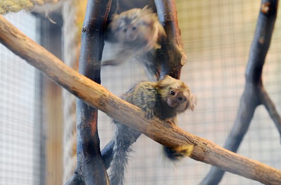 Пополнение в Ростовском зоопарке