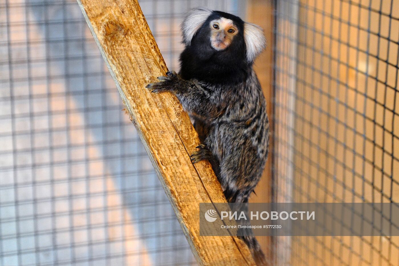 Пополнение в Ростовском зоопарке