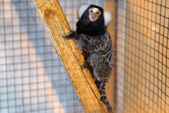 Пополнение в Ростовском зоопарке