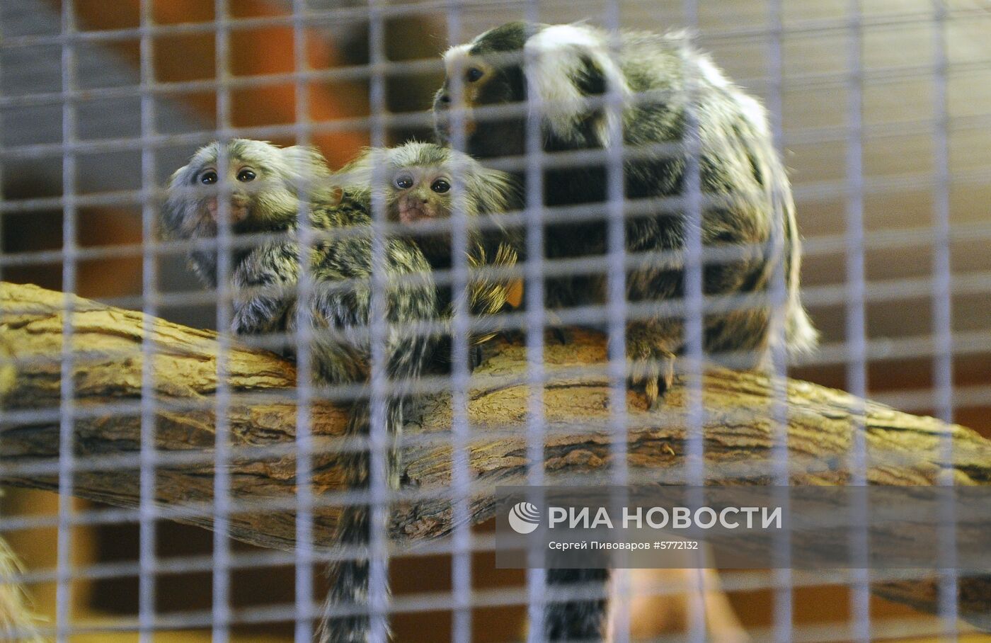 Пополнение в Ростовском зоопарке