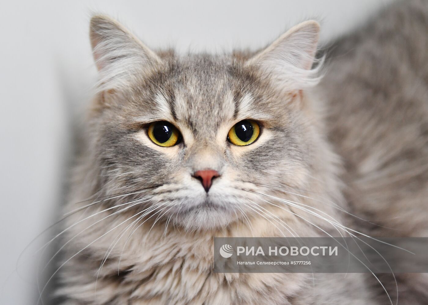 Выставка-продажа котят "Любимчик" в Москве