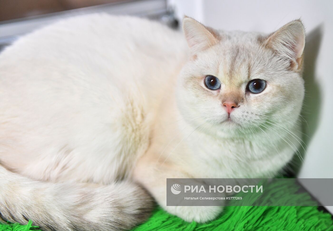 Выставка котят "Любимчик" в Москве