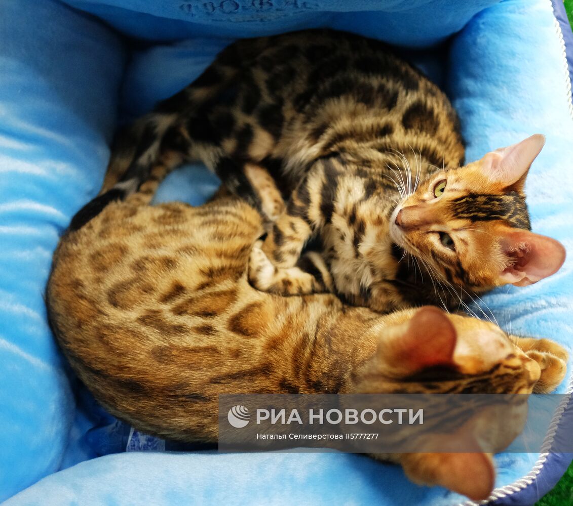 Выставка котят "Любимчик" в Москве
