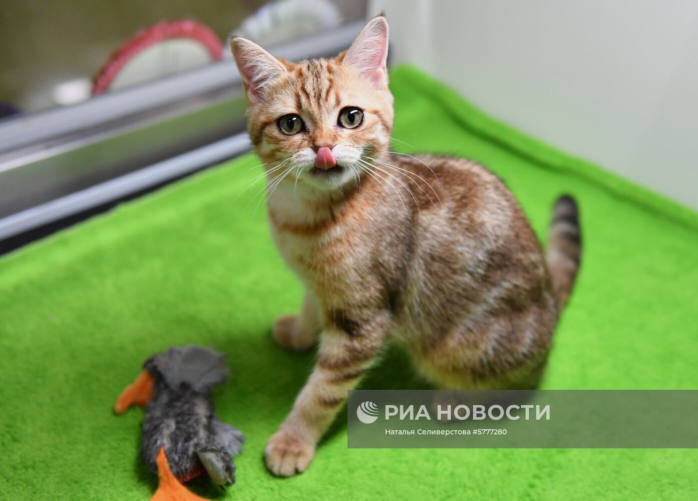 Выставка котят "Любимчик" в Москве