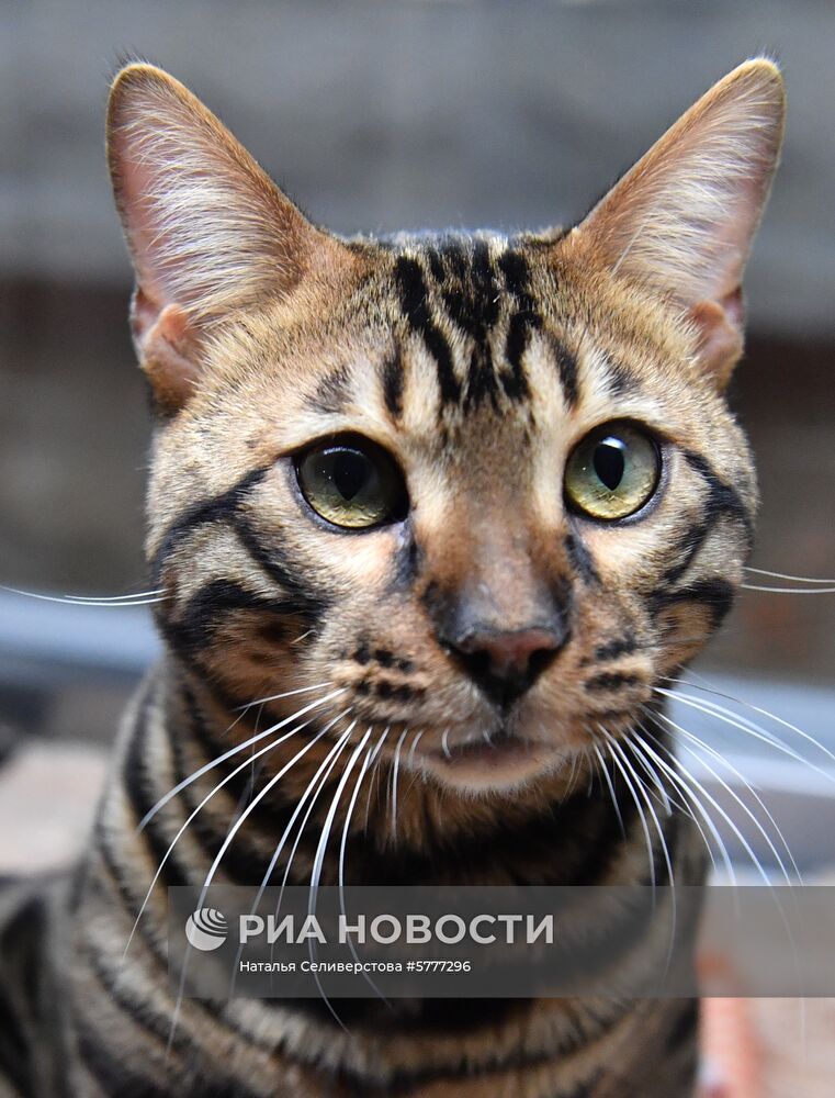 Выставка котят "Любимчик" в Москве