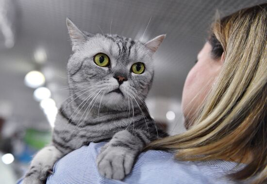 Выставка котят "Любимчик" в Москве