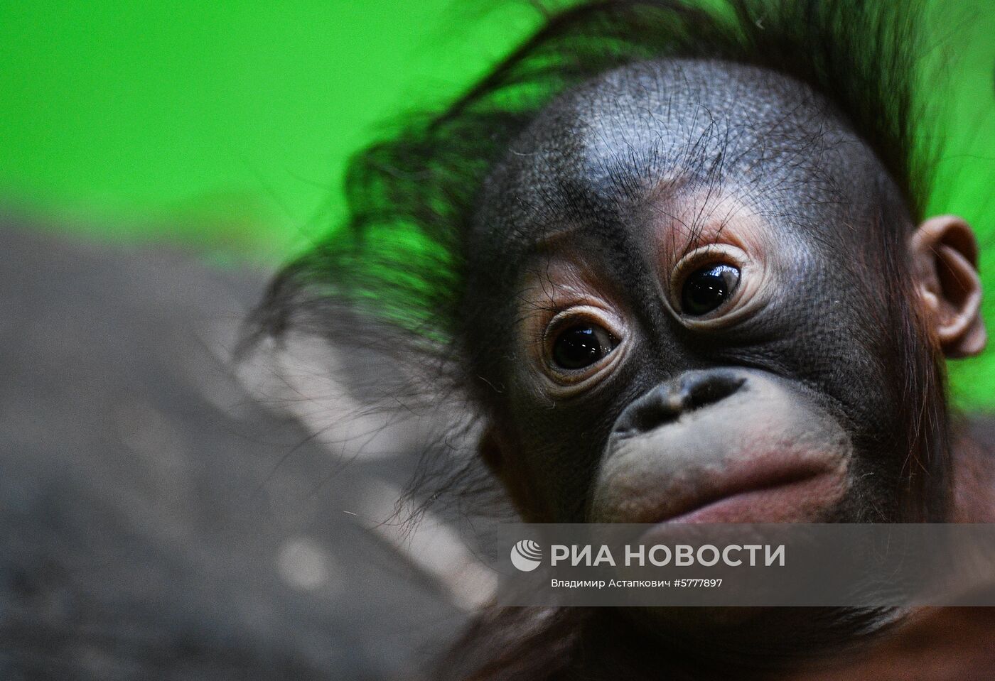 Московский зоопарк