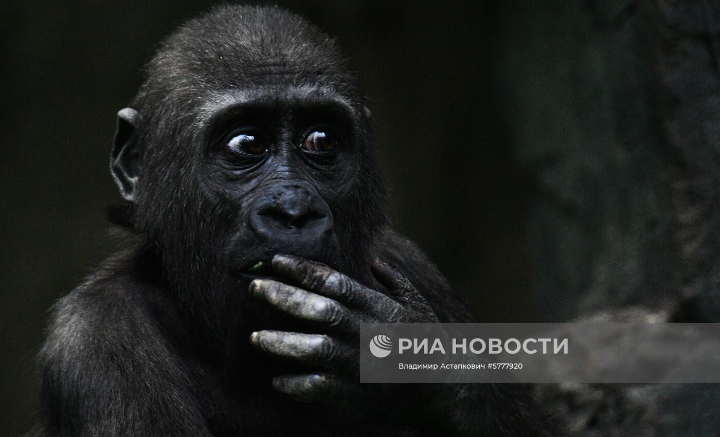 Московский зоопарк