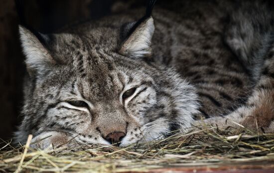Московский зоопарк
