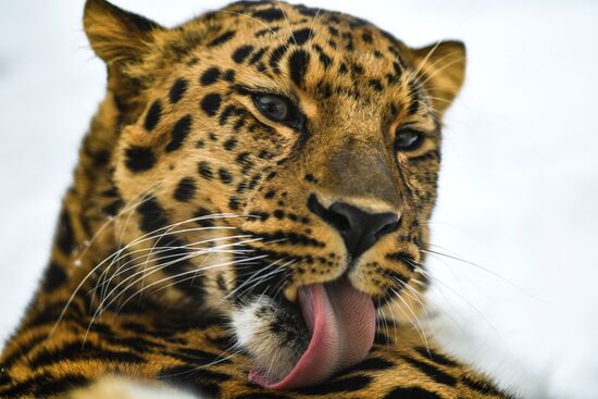 Московский зоопарк