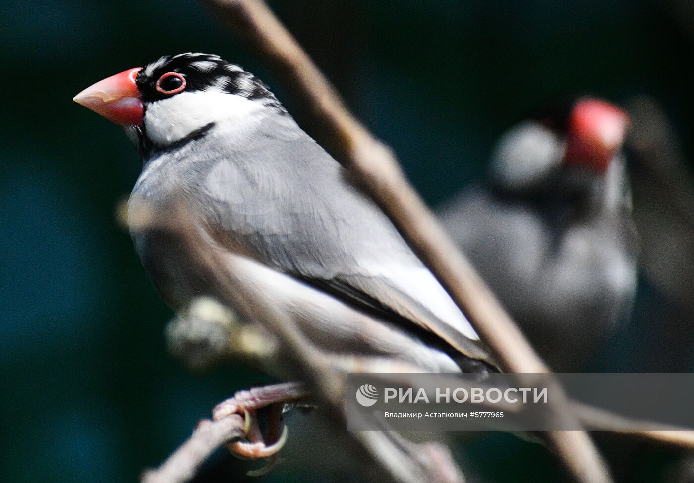 Московский зоопарк