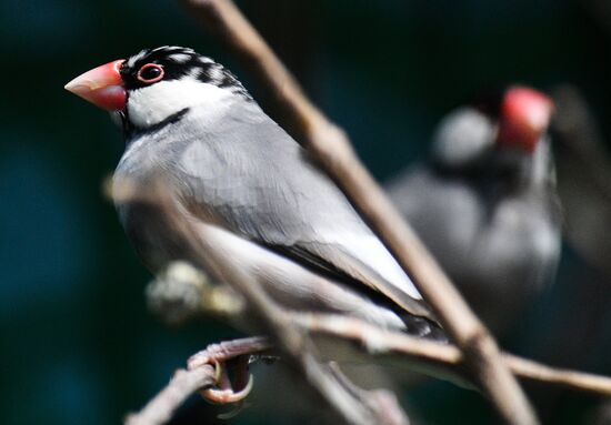 Московский зоопарк