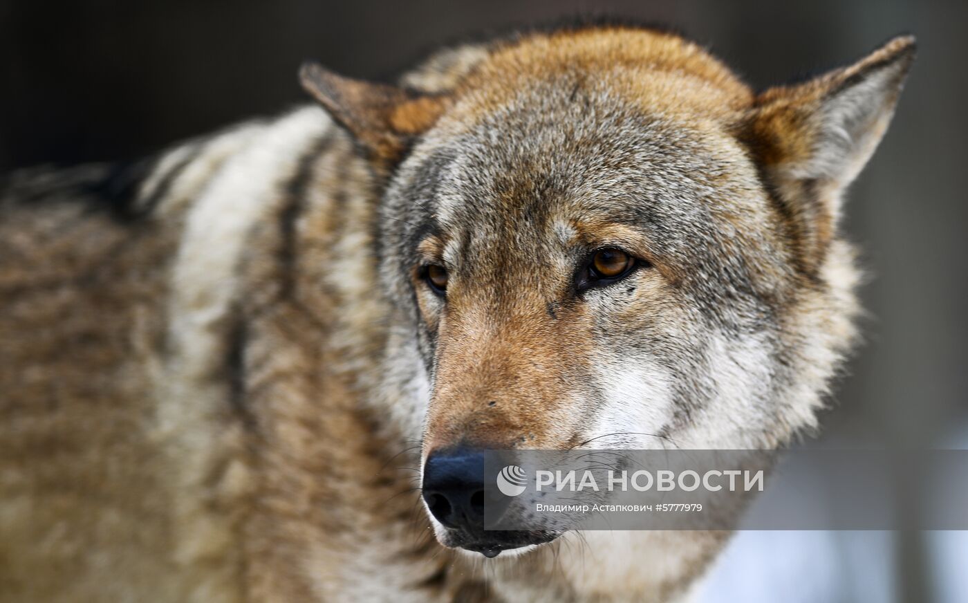 Московский зоопарк