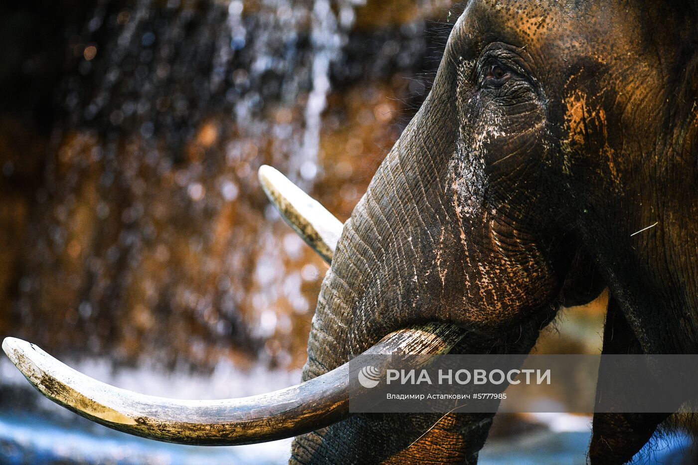 Московский зоопарк