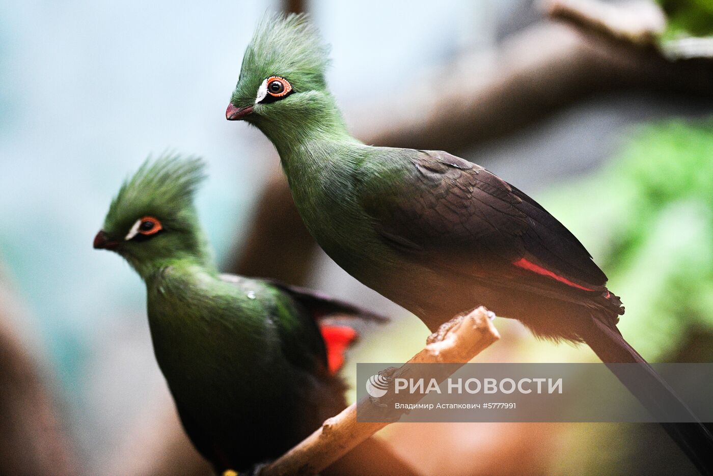 Московский зоопарк