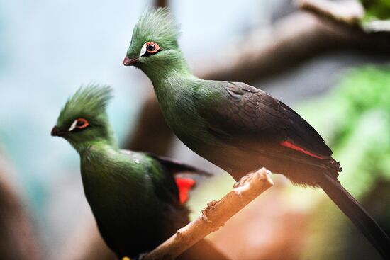 Московский зоопарк