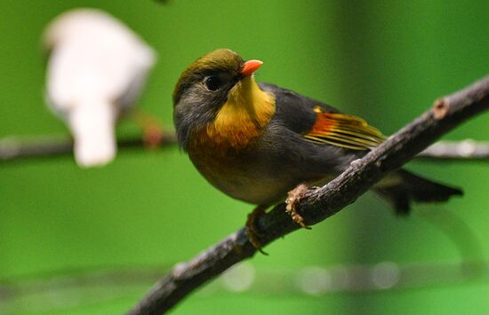 Московский зоопарк
