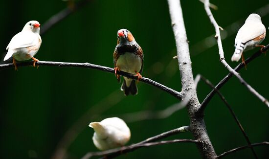 Московский зоопарк
