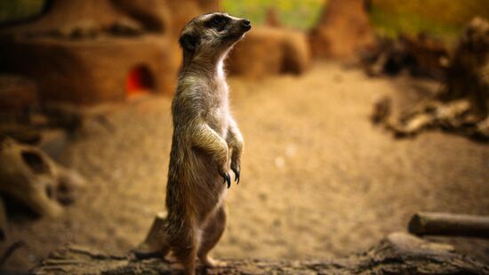 Московский зоопарк