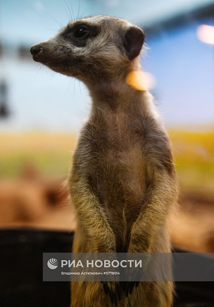 Московский зоопарк