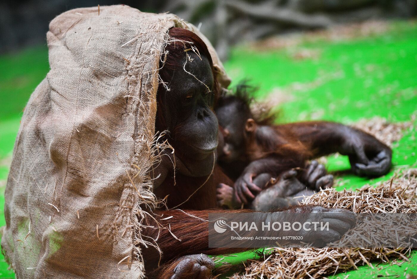 Московский зоопарк