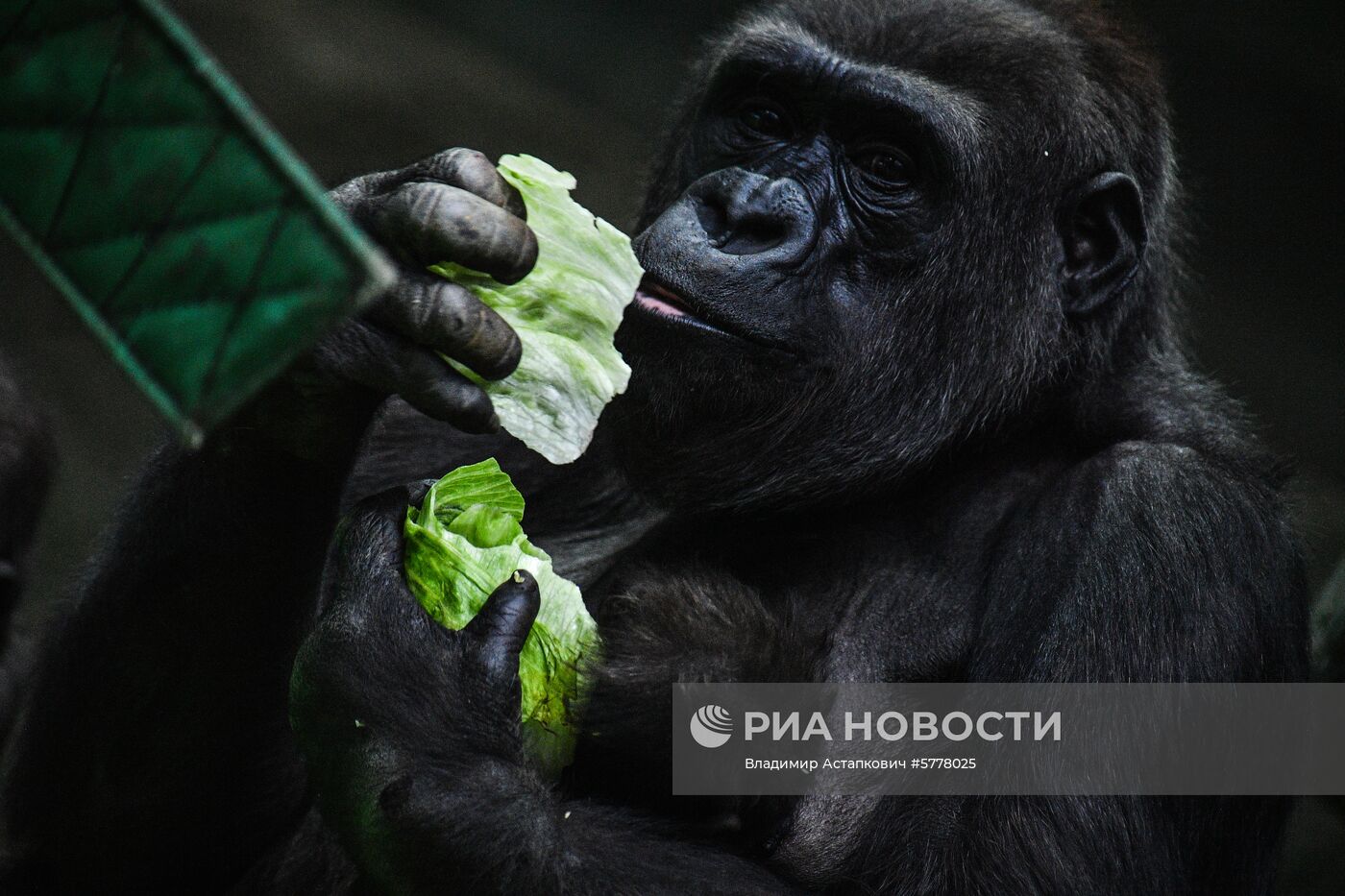 Московский зоопарк