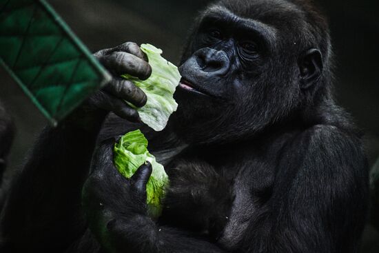 Московский зоопарк