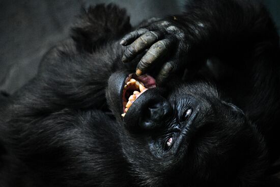 Московский зоопарк