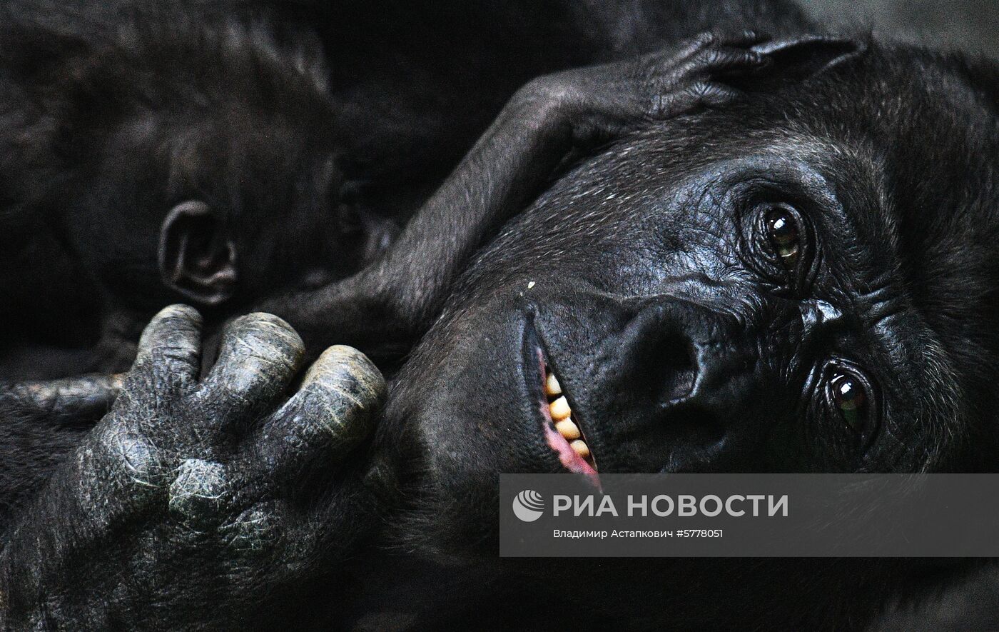 Московский зоопарк