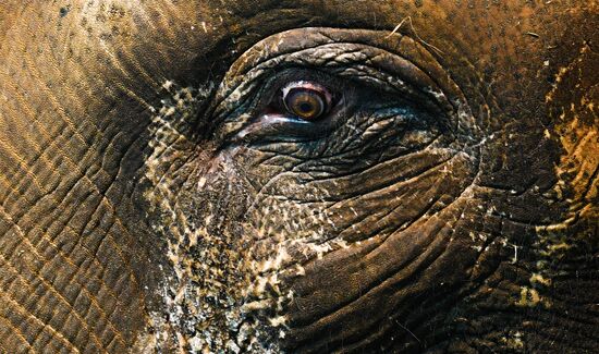 Московский зоопарк