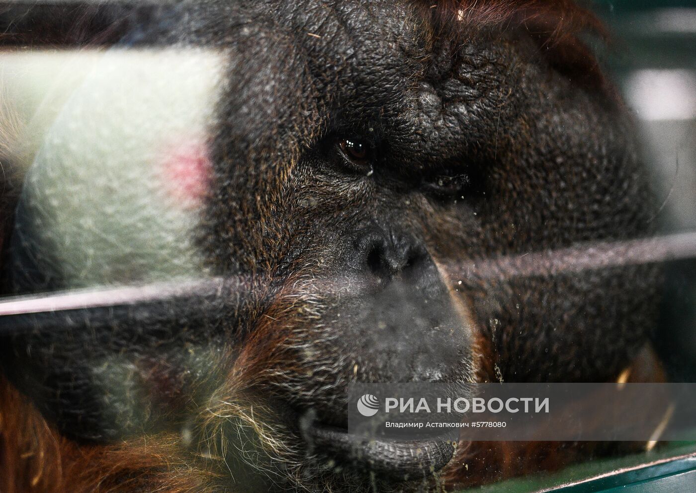 Московский зоопарк