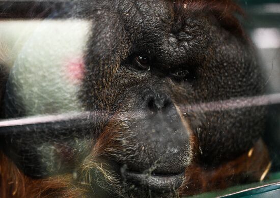 Московский зоопарк